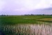 Rýžová pole nedaleko Wanon Niwat